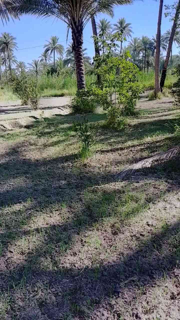 بستان مساحة دونم و800متر طابو زراعي تحويل اسهم  شارع بغداد عامود54جه الخروج قريب مطبخ العتبه تبعد عن شارع بغداد حوالي 700متر تحتوي ع دارين سندويج السعر 625مليون مع مجال بسيط خدمات متوفرة كافه مدخلين م̷ـــِْن شارع بغداد او شارع السيدة زينب الكنطرة البيضاء باقي التفاصيل ع الاتصال ***********
