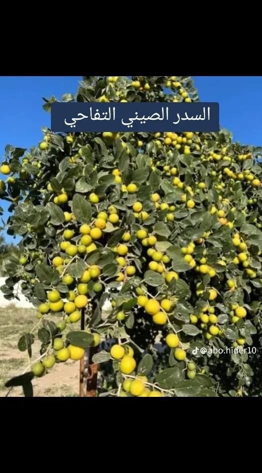 مستعدون لتطعيم السدر جميع انواع 
بأنسب الاسعار


**إذا كنت صاحب هذا الإعلان وتريد حذفه لأي سبب، رجاءا أرسل رسالة إلى الدعم الفني**