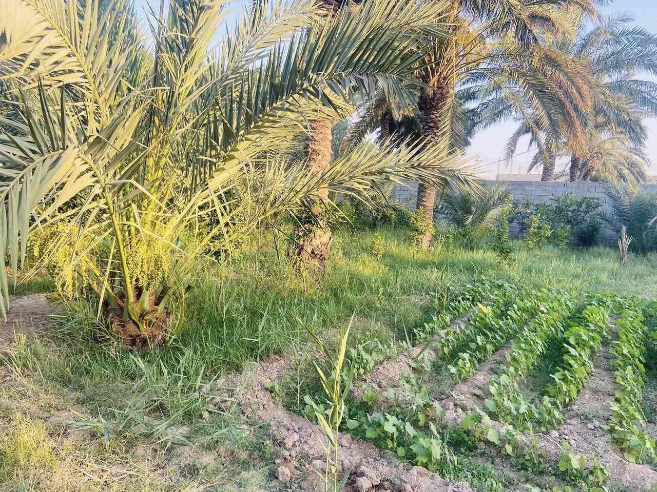 السلام عليكم
دونم للبيع طابو زراعي صرف 2500متر 

يحتوي على دارين ومشتمل وارض مزروعه نخيل واشجار 

الدار الاول بناء حديث قيد الانشاء والتشطيب 

يحتوي على استقبال 8ونص *5 وصاله ومطبخ وغرفتين نوم وصحيات داخليه وخارجيه 

طابوق جمهوري بناء حديث 2026

والدار الثاني يحتوي على استقبال وصاله ومطبخ و3 غرف نوم وصحيات داخليه وخارجيه وكراج وحديقه 

المشتمل يحتوي على استقبال وصاله ومطبخ وغرفه وصحيات 

العنوان / النعمانيه / قرب سيطرة الالبان القديمه 

يبعد 75 متر عن الشارع العام 

للاستفسار التواصل على الخاص او الاتصال على الرقم 

***********
