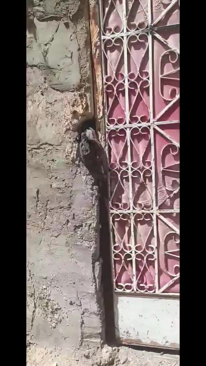 بيت للبيع هيكل ممكن نكول اساس صب سكف عكاده بلوك يحتوي على
غرفتين 
صحيات 2
كلدور 
ستقبال
وفوك هيكل غرفتين

عنوان حله قرب مرقد سيده شريفه منطقه الكوام 
 للتواصل 

رقم التواصل ***********
رقم الواتساب ***********
