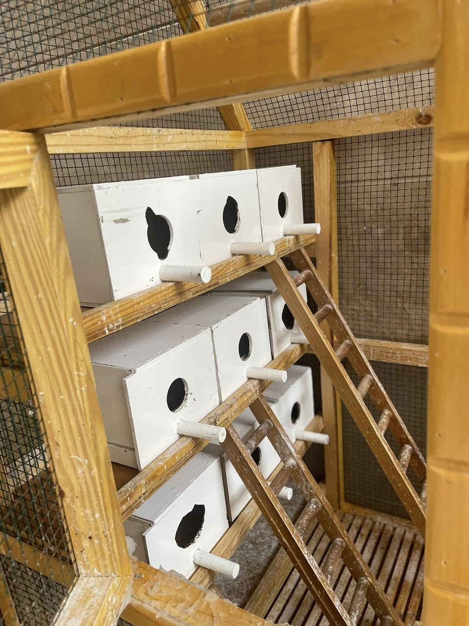 لبيع قفص طيور حب يرهم كلشي جبير كلش مسوي تفصال من نجار مستعمل شهر فقط جديده كلش
مكاني بصرة حي المهندسين 
***********
