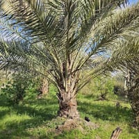 كربلاء • ٣ دوانم • ٢ بيوت ٢٠٠م