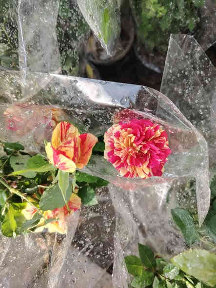 يعلن مشتل بركات الزهراء عليها السلام عن وصول مجموعة مميزة من الأشجار والورود المميزة كذلك توفر سماد مخصب سماد فرانكو الغني عن التعريف زورونا لتجدو كل ما هو جديد ونادر العنوان الديوانية الشافعية منطقة المعمل للإستفسار الاتصال على الأرقام التالية ***********او ***********او
