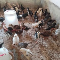 افراخ عرب • عمر شهر • ماخذة لقاحات
