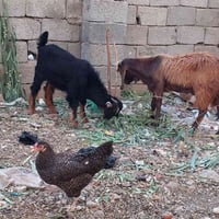 للبيع   07759236718 سعر 340.زوج