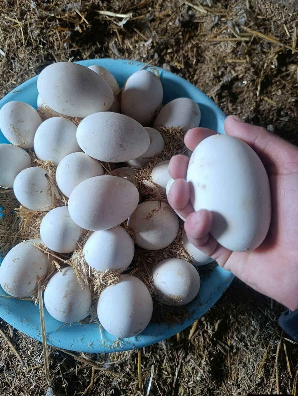 الحمد لله. يتوفر عدد جيد من البيض سیفس وبط انواع أسبوعيًا، ويتم التوصيل إلى المدن  حسب الطلب


**إذا كنت صاحب هذا الإعلان وتريد حذفه لأي سبب، رجاءا أرسل رسالة إلى الدعم الفني**