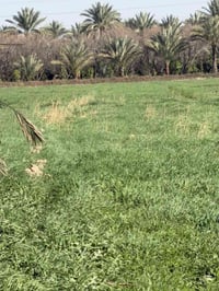 بغداد الراشدية اثنين دوانم وانص  السعر الدونم واحد سعرها 65بية مجال وا...