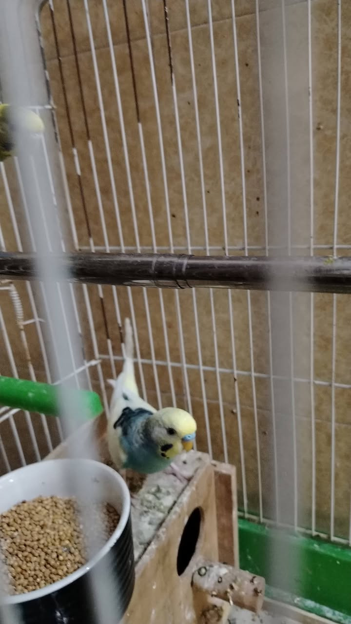 زوج كناري ابادجي فحل ونثية والقفص والقاصة
كلهن ب ١٦ الف


**إذا كنت صاحب هذا الإعلان وتريد حذفه لأي سبب، رجاءا أرسل رسالة إلى الدعم الفني**