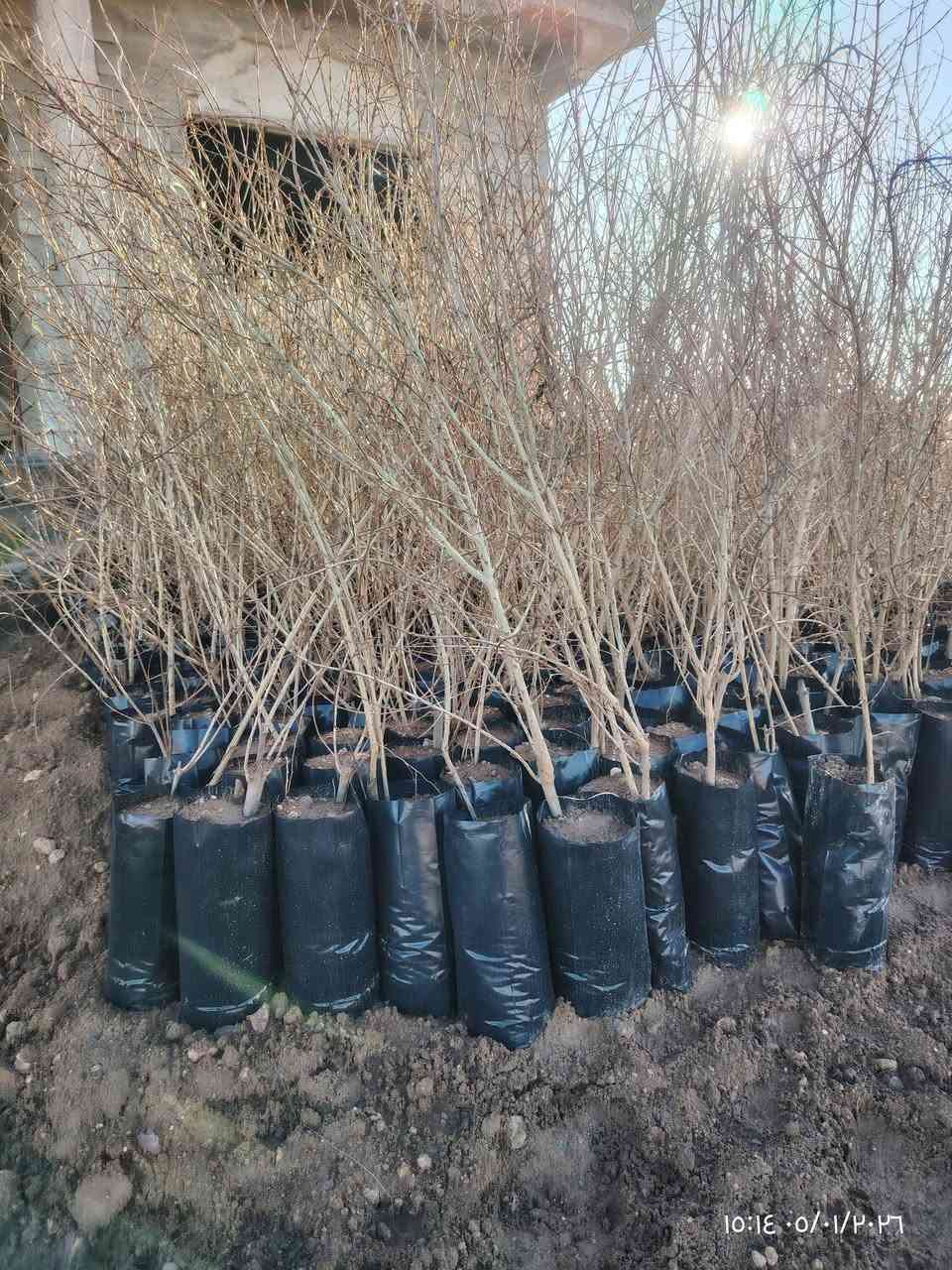 السلام عليكم..
اشجار كالبتوس سعر 1000دينار

اس بغداد سعر 500دينار

رمان حلبجة شرط  سعر 4000 دينار

المكان قرية شنــــــــــف 
***********
