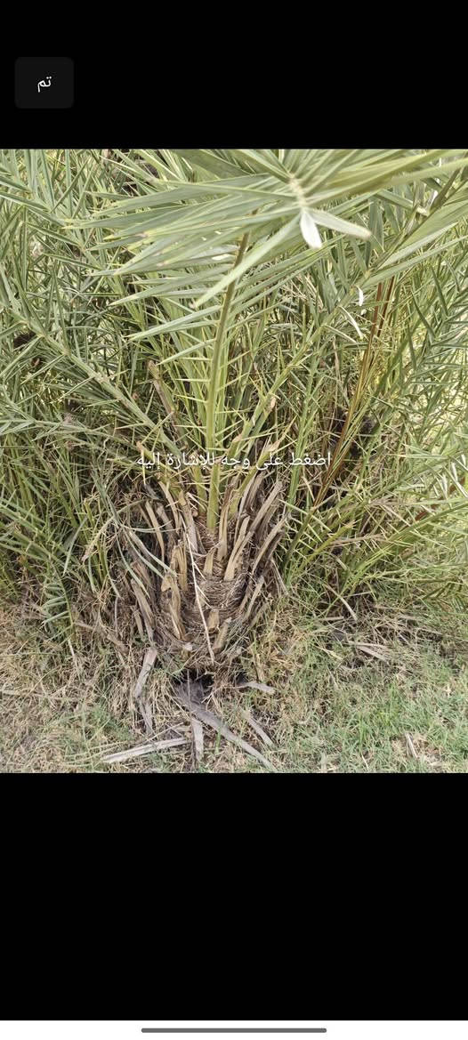 سلام عليكم من رخصه مدير الكروب متاح فراخ نخل النوع ستعمران وخضراوي سعر 4تلاف***********
