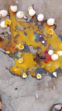 فقاسة اوتوماتيك • ضمان • القاسم