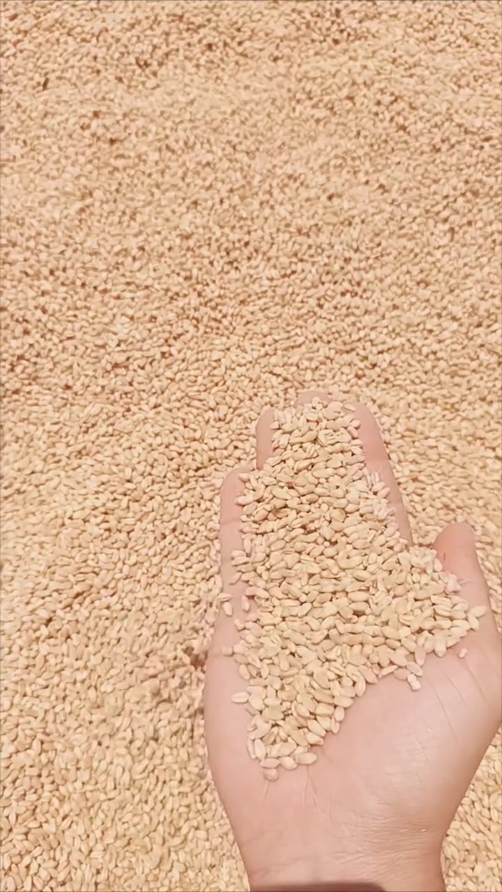 حبوب حنطه ذهب صافي نوع اسيا.
جيل ثاني منقيه مصفيه الكميه محدوده...***********
