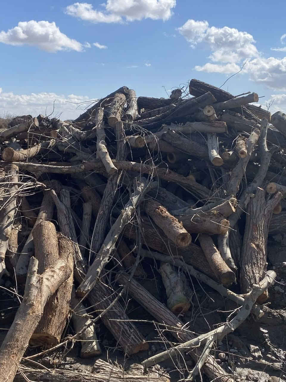 حطب للبيع كميات كثيره***********
