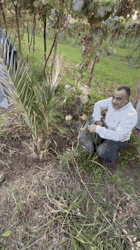 الهيوماك السلوفاكي وطريقة الاضافة
يفضل ان يتم اضافته نثرا على التربة كما موضح في الفيديو
وممكن ايضا اذابته بالماء لمدة يوم او يومين وحقنه في منظومة الري التي تحتوي على فلتر 
والنتائج ان شاء الله ستكون مبهرة 
نسبة الاستخدام للاشجار من ربع الى ١ كغم للشجرة حسب عمرها 
ونسبة الاستخدام لحقول المحاصيل والخضروات من ١٠ كغم الى ٥٠ كغم بالدونم 
توزيع مكتب النور الزراعي ( شركة الماس الاصفر ) 
بغداد / اليوسفية / علوة الرمل ( علوة بغداد المركزية ) 
***********
***********  
#هيوماك_سلوفاكي
#اسمدة_عضوية
