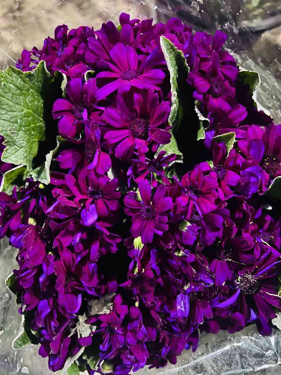 مسواك جديد 
العنوان مجاور خدمات الخضر مقابيل مول الشاهين


**إذا كنت صاحب هذا الإعلان وتريد حذفه لأي سبب، رجاءا أرسل رسالة إلى الدعم الفني**