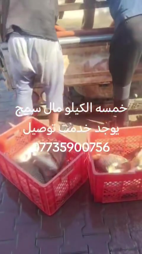کیلو سمچ مال احواظ بخمسه لکیلو معه شوی بسته بل تنور طین یوچد خدمت تکریت القادسیه ***********
