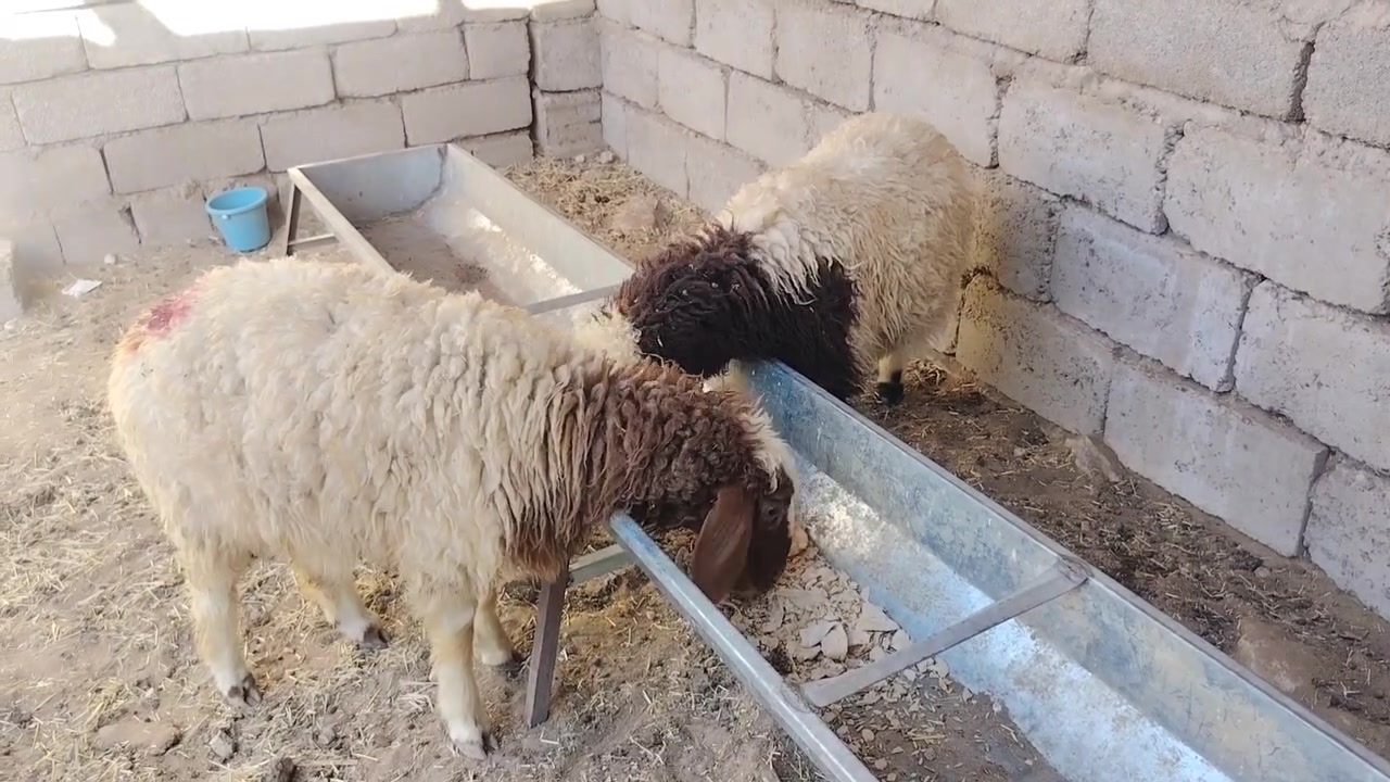 السلام عليكم يوجد طليان 1وفطيمه 1 ناصحات شرط النصاحه تريدهم ربط او ذبح مكاني صلاح الدين بيجي قرية المزرعة للاستفسار للاتصال على الرقم *********** يوجد خدمه توصيل حسب الاتفاق
