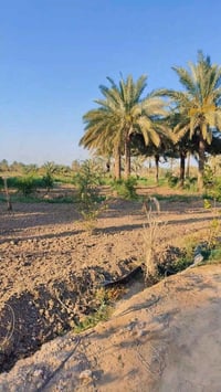 ١١ دونم ١١٧ • خدمات كاملة • جاهز للبناء