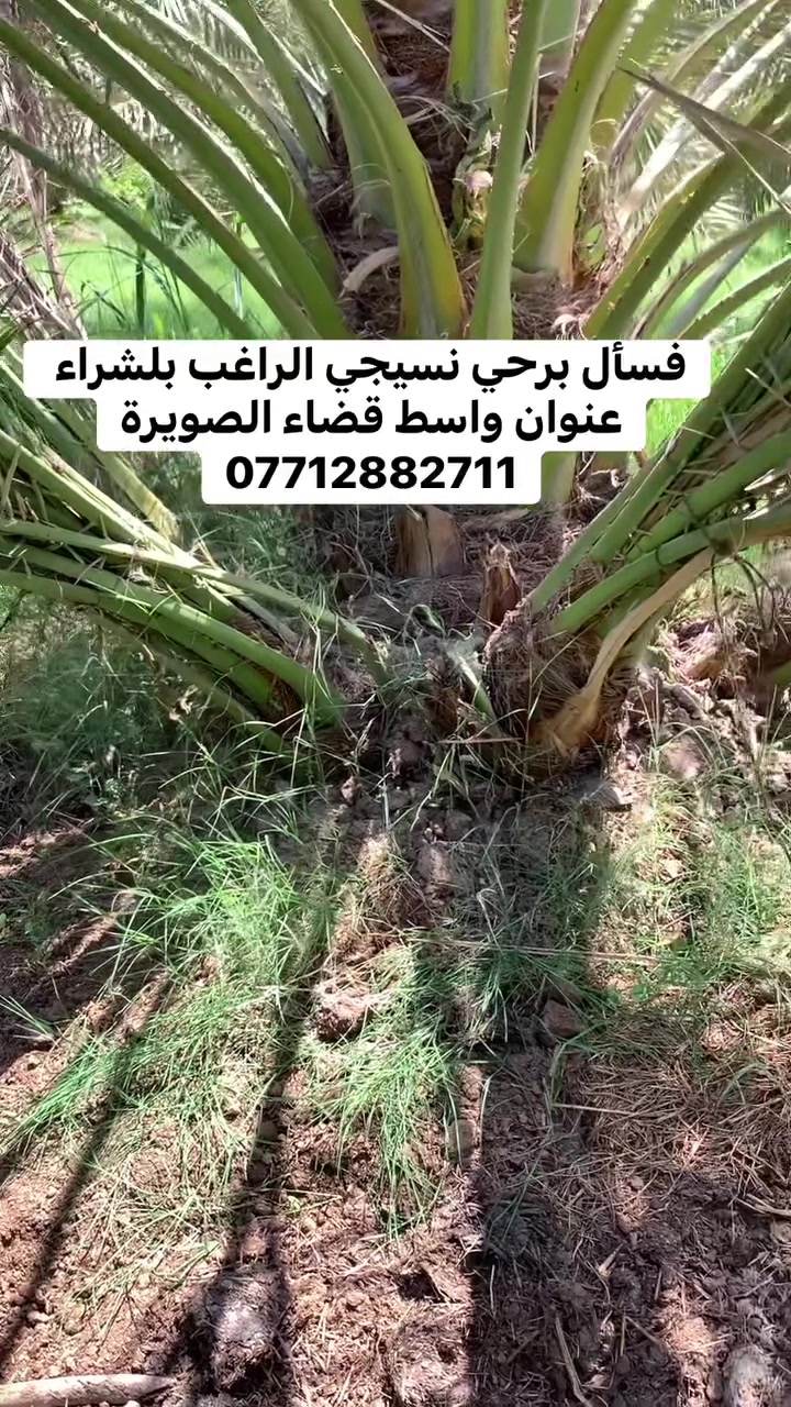 فسأل برحي نسيجي الراغب بلشراء عنوان واسط قضاء الصويرة
***********
     #برحي #بريم #نخل #تمر

