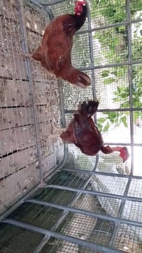 دجاجه بياضه • ديك • قضاء بلد