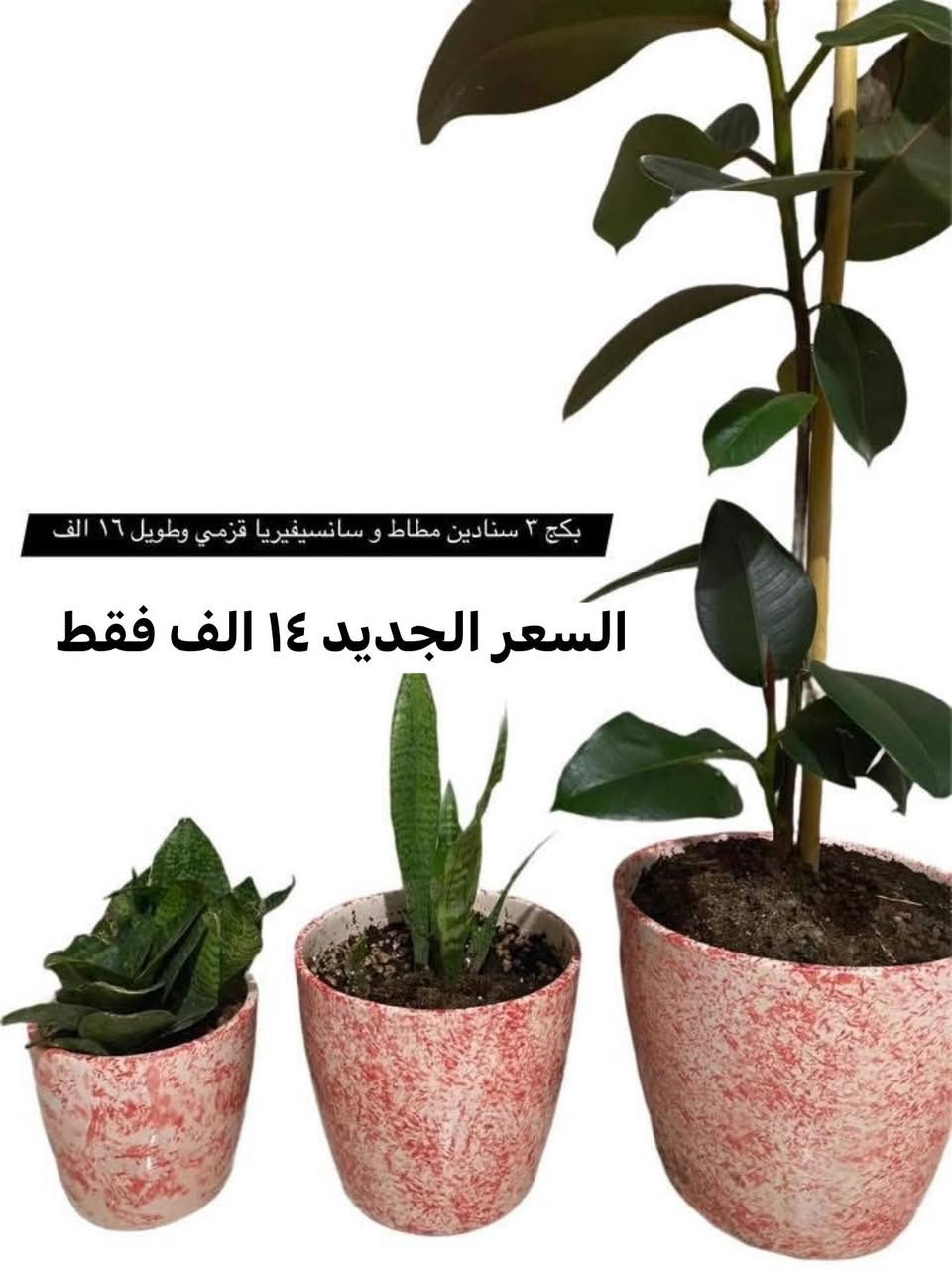 عروض العيد نباتات سنادين سيراميك وتربة بيتموس .توصيل داخل اربيل ٣٠٠٠ دينار فقط


**إذا كنت صاحب هذا الإعلان وتريد حذفه لأي سبب، رجاءا أرسل رسالة إلى الدعم الفني**