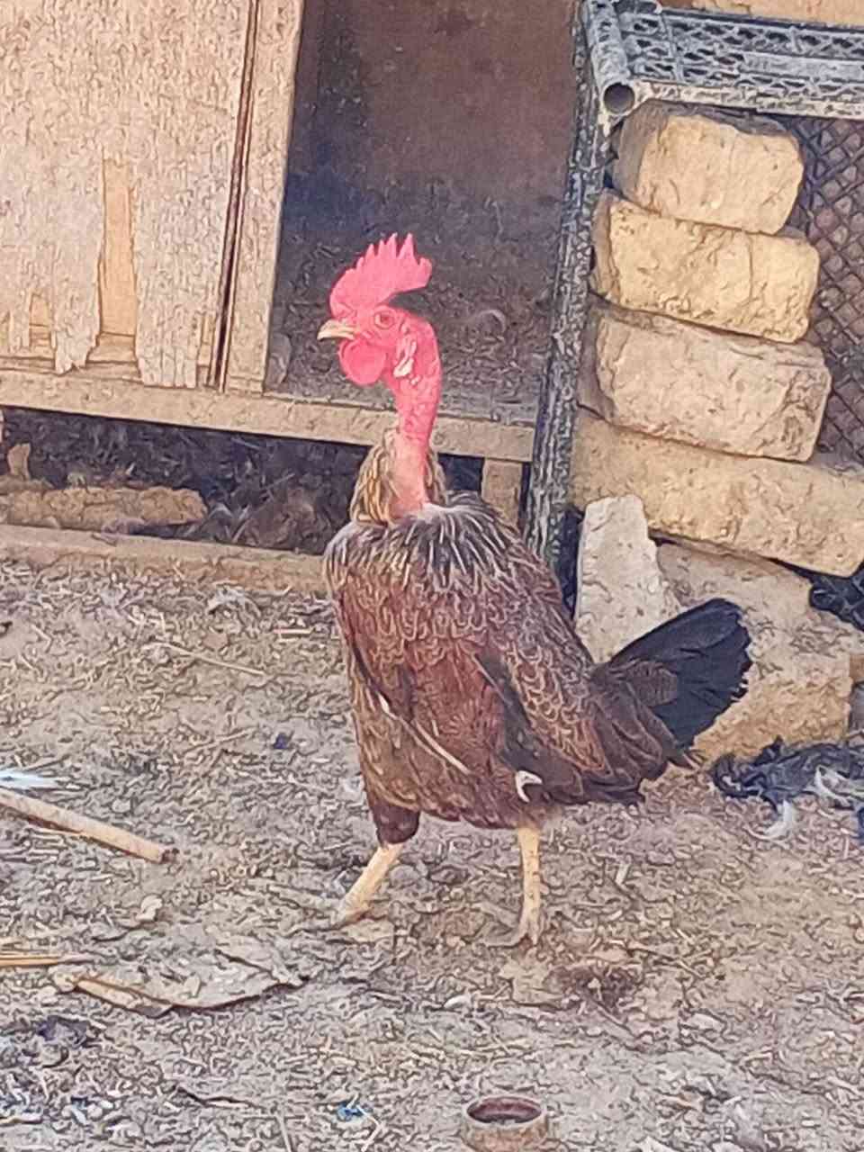 دجاجه ام ركيبه مراوس بفحل مصري


**إذا كنت صاحب هذا الإعلان وتريد حذفه لأي سبب، رجاءا أرسل رسالة إلى الدعم الفني**