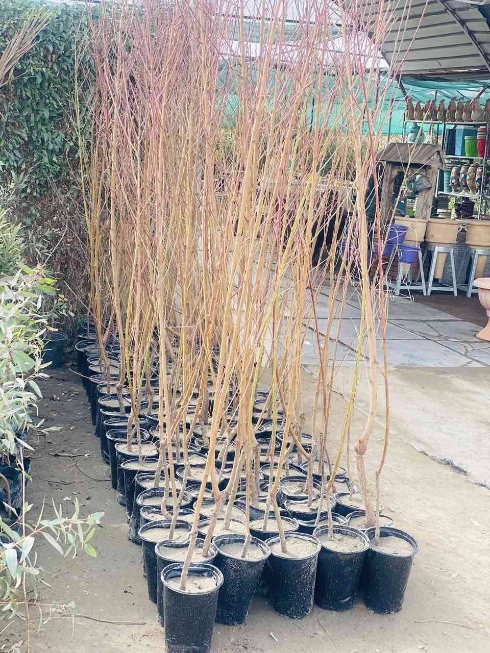 وصول جميع أنواع الأشجار النفظيه وبأحجام كبيره 
وباسعار مناسبه 
تكي كندي 
مشمش 
الو 
🍑 خوخ 
تكي هندي 
مشتل شهيد العتبي
العنوان واسط العزيزيه قرب معمل السوس 
الاستفسار مراسله الصفحه او الاتصال ***********
