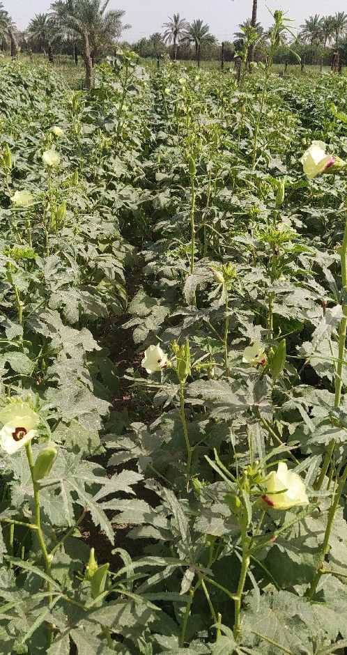 يوجد لدينا بذور بانيا فرنسيه بنت القوطيه الربعينيه متعهده شرط   الحوي الخاص مفتوح واتساب ***********
