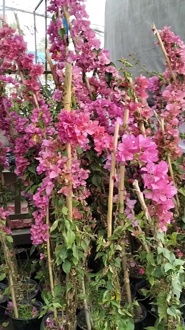 #عشاق_الجهنمي_التايلندي_القطمر 😍😍😍


**إذا كنت صاحب هذا الإعلان وتريد حذفه لأي سبب، رجاءا أرسل رسالة إلى الدعم الفني**