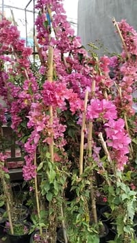 جهنمي • تايلندي • قطمر