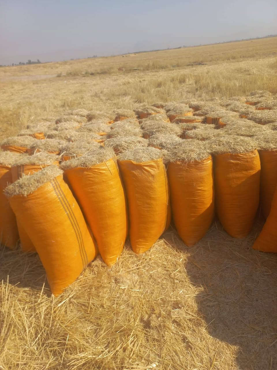 السلام عليكم
يوجد تبن للبيع شليف ابو 60ترس فول يوجد توصيل جميع جميع محافظة العراق  وسعربالمكان 2500 /او الاتصال على الرقم ***********/***********
