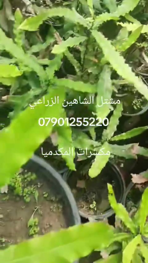 🌿✨ متوفر الآن في مشتل الشاهين الزراعي
شتلات شجرة المكدميا (جوز المكاديميا) 🌰🌳

من أرقى وأغلى أشجار المكسرات في العالم، تتميز بسرعة نموها وجمال أوراقها وإنتاجها لثمار المكاديميا اللذيذة والغنية بالفوائد الغذائية 💚

✔️ مناسبة للحدائق والمزارع
✔️ شجرة دائمة الخضرة
✔️ إنتاج وفوائد غذائية عالية
✔️ تضيف منظر استوائي جميل للمكان

📍العنوان: بغداد – الدورة – الشارع المقابل لعلاوي الرشيد قرب شركة دجلة للمشروبات الغازية خلف منطقة أبو دشير
📞 ***********
📲 واتساب متوفر

يوجد توصيل لجميع مناطق العراق بعد تحويل المبلغ على بطاقة ماستر كارد 

🌱 زورونا وتعرفوا على الأصناف المميزة والمتوفرة باستمرار في مشتل الشاهين الزراعي 🌿
