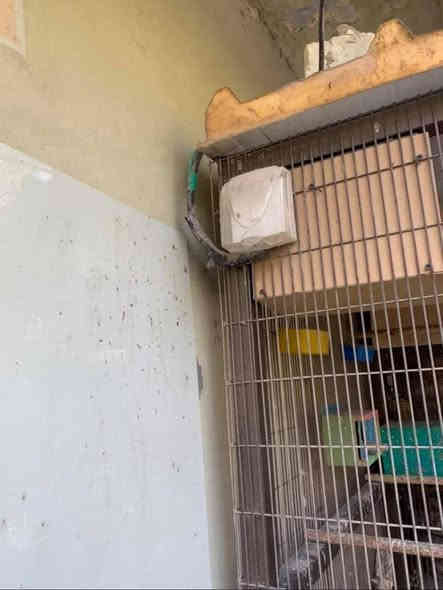 متاح قفص حجم كبير تزكام خاص قوي جداً
مواصفات القفص//

وجه القفص ( العرض ) ٢ متر و ٤٠ سم  صافي
النزال ١ متر صافي
الارتفاع ٢ متر  صافي
اللون مصبوغ اساس زنجاري واللون الحالي برونزي
مربوط كهرباء وبي ٢ ليدات وسويج تشغيل واطفاء مطري
متنقل وبي تايرات ويتنقل بكل سهوله 
القفص مغلق من جميع جهاته ويحتوي على بابين
ارضيه قويه من حديد وخشب قوي وباستطاعة الشخص الدخول داخل القفص والمشي على الارضية بكل اريحية 
الارضيه مفروشه ثيل صناعي 
القفص مقسوم قسمين قسم قياس عرضه متر وقسم قياس عرضه متر و٤٠ سم ولكل قسم باب خاص فيه
 قياس البابين ٩٠ سم ارتفاع و٦٠ سم عرض وايضاً يجوز قفل الباب 
سقف القفص سندويج 
حديد القفص والمشبك من النوع القوي جداً 
يحتوي على خلية ببغاء دره فقط
القفص جديد ونظيف تزگام خاص
مكاني ديوانية للتواصل الاتصال على الرقم التالي
موجود واتساب /*********** 
السعر 350 الف وبي مجال
