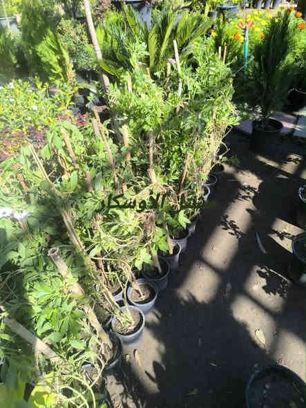 نبات الاستر 
متوفر شتلات عمر سنة 

📍 زورونا في موقعنا:
مشتل الأوسكار – حي الحنانة – شارع نجف _ كوفة
(مقابل غرفة تجارة النجف و فريندز كافيه ومطعم شريف– مجاور متنزه الحنانة العائلي)

🕗 أوقات الدوام:
من 8:30 صباحاً إلى 8:00 مساءً

📞 للطلب والاستفسار:
*********** – ***********
(اتصال / واتساب / مراسلة عبر فيسبوك)
 متوفر دفع  زين  كاش ومتوفر ماستر  

🚗 يتوفر توصيل داخل النجف
موجودين في تطبيق توترز لبعض المواد الزراعية 

أهلاً وسهلاً بكم دائماً في مشتل الأوسكار 🌹🌹🌹
