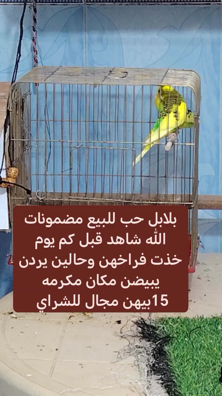 السلام عليكم  مراوس او بيع مكان نجف


**إذا كنت صاحب هذا الإعلان وتريد حذفه لأي سبب، رجاءا أرسل رسالة إلى الدعم الفني**