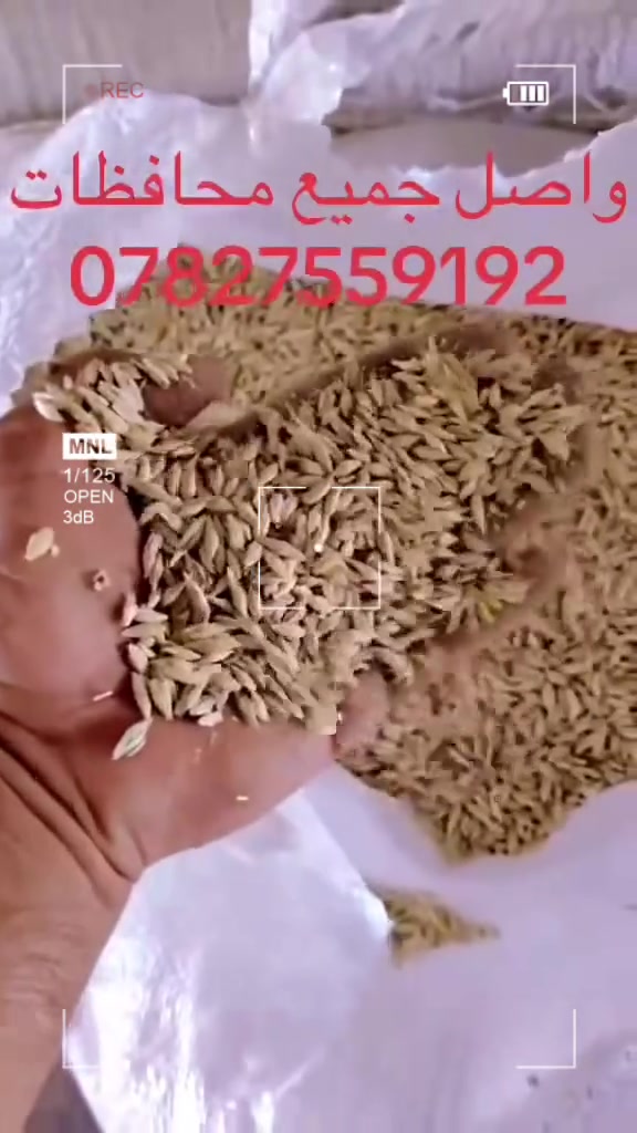 علف مجروش حنطة واصل جميع محافظة بنسب الأسعار 
@إشارة ***********
