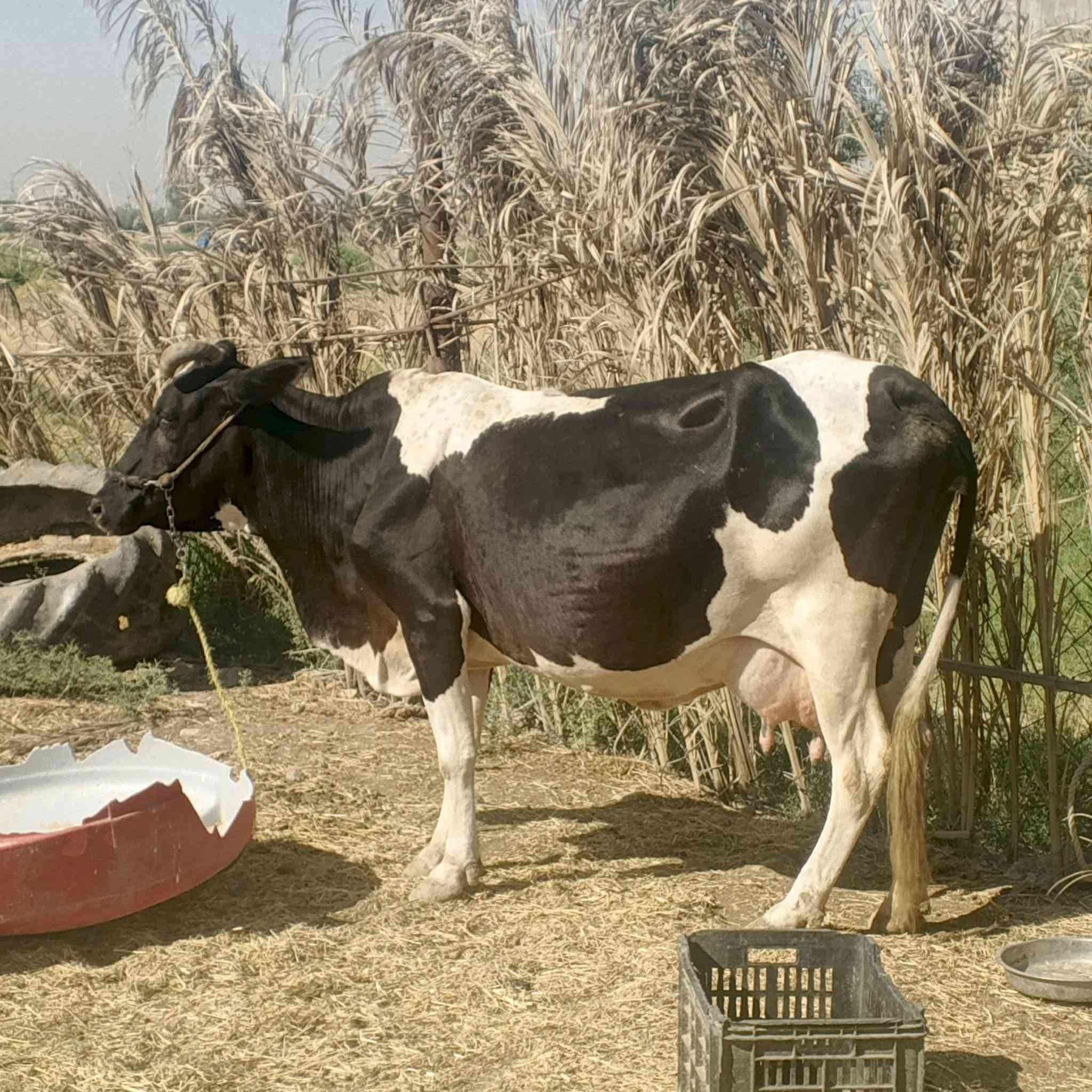 السلام عليكم هايشه البيع افريزي اصل ماخذ عليهاا فوك 8تشهر السعر 2500 وبيهاا مجال ‏‪***********‬‏ مكاني النجف
