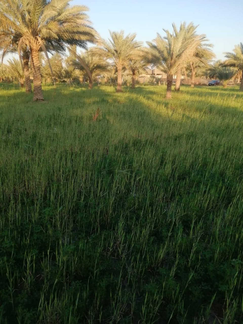 السلام عليكم أرض زراعيه للبيع يوجد في الأرض 40 نخله ويتوفر فيها ماء اساله وماء مشروع وكهرباء مساحه الارض دونمين عقد 117 واجهة خمسين متر + نزال ميه تبعد عن الشارع ميتين متر المكان كربلاء الامام عون طريق بغداد عامود 301 منطقة إم غراغر قرب مدرسه اعدادية البساط الأخضر والثقه الابتدائية للستفسار اتصل ‏‪***********‬‏أو. ‏‪***********‬‏
