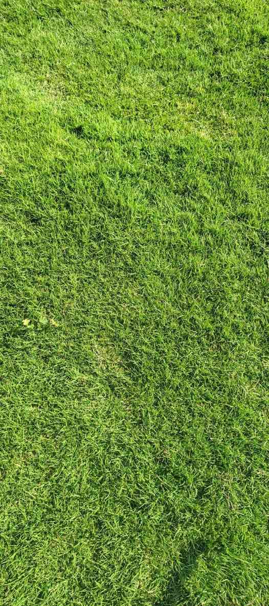 🌳 ثيل طبيعي من أجود الأنواع.. خضرة تدوم وأناقة تبهج! 🌳
مناسب للاستخدام في:
🏡 المنازل | 🌿 الحدائق | ⚽ الملاعب | 🏢 الدوائر | 🏗️ المشاريع الاستثمارية

🟢 أنواع متوفرة لدينا:
فرنسي – إيطالي – أمريكي – هندي – إسباني – إنكليزي
💚 نوعيات ممتازة بأسعار مناسبة جداً
📦 وقابل للتفاوض للكميات الكبيرة

✅ تجهيز كميات كبيرة للمشاتل والملاعب
✅ كادر متخصص بالزراعة والتركيب السليم
✅ نوصل لك لباب البيت، بأسرع وقت!

📞 للحجز أو الاستفسار تواصل معنا الآن

***********
#ثيل_طبيعي #خضرة_دائمة #زراعة_ثيل #ملاعب #مشاتل #أسعار_تنافسية
