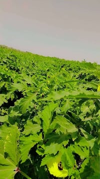 بذور بانيه • درجة أولى • نفس الصورة