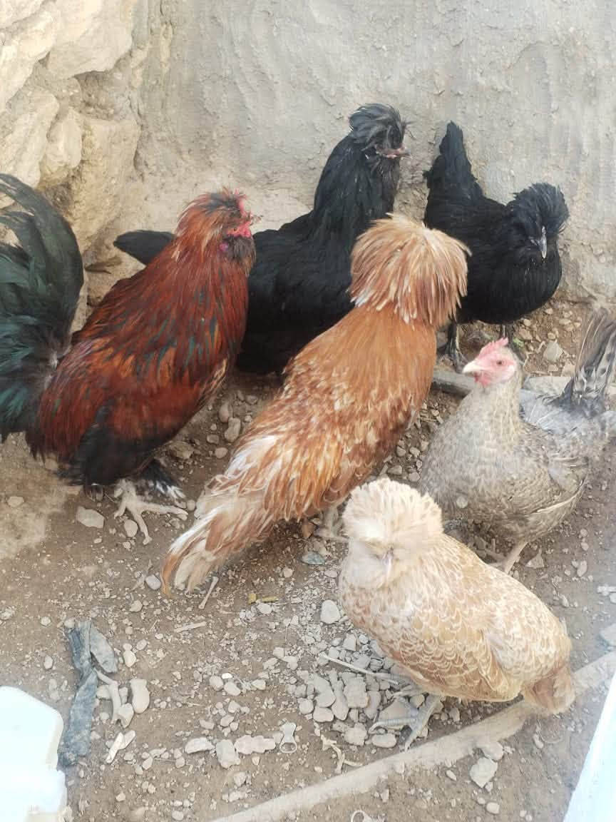 السلام عليكم عندي دجاج   وبيه ديك ل بيع 

+964 780 313 3570
هذا رقم  واكو واتساب بيهه 
علي الطيب


**إذا كنت صاحب هذا الإعلان وتريد حذفه لأي سبب، رجاءا أرسل رسالة إلى الدعم الفني**