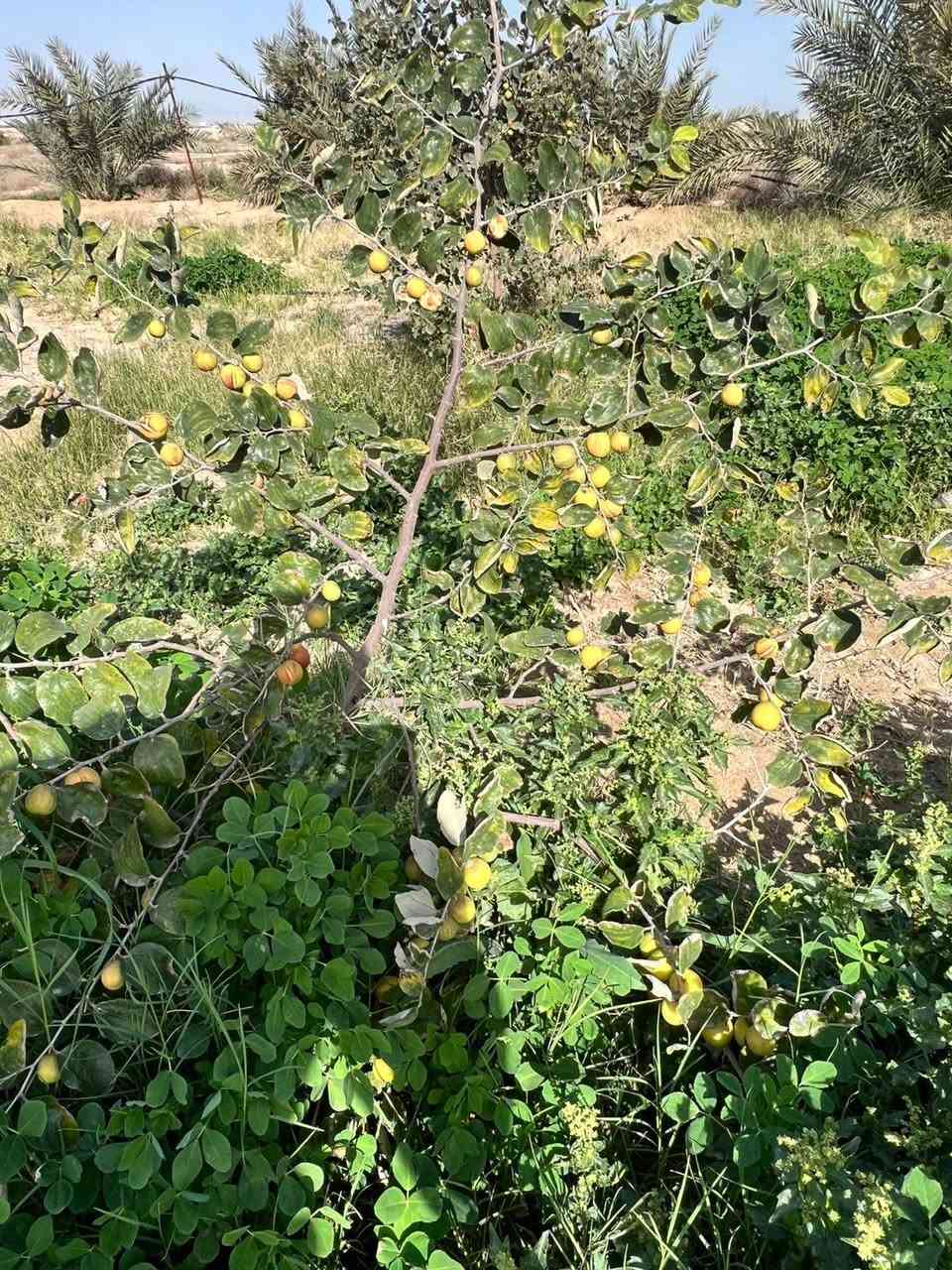 السلام عليكم وارحمة الله وابركاته
مزرعه للبيع 33 دونم  عقدزراعي طريع ياعلي عامود 349 البعد الثالث 
متوفر … غرفتين 2 … كهرباء … بير عدد 2 … حوض ماء خزن … طاقه شمسيه
نخل ٫ نبك ٫ زيتون 
للستفسار اتصل ع الرقم *********** متوفي واتساب
