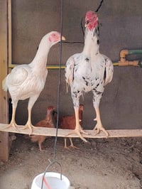 دجاج • فروخ • بيض يومي