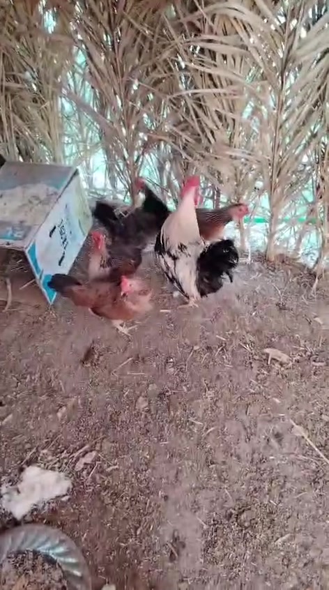 للبيع صاحيات وبياضات خير من الله 4 وديج مكانهن رفاعي علق تم ودزلك السعر


**إذا كنت صاحب هذا الإعلان وتريد حذفه لأي سبب، رجاءا أرسل رسالة إلى الدعم الفني**