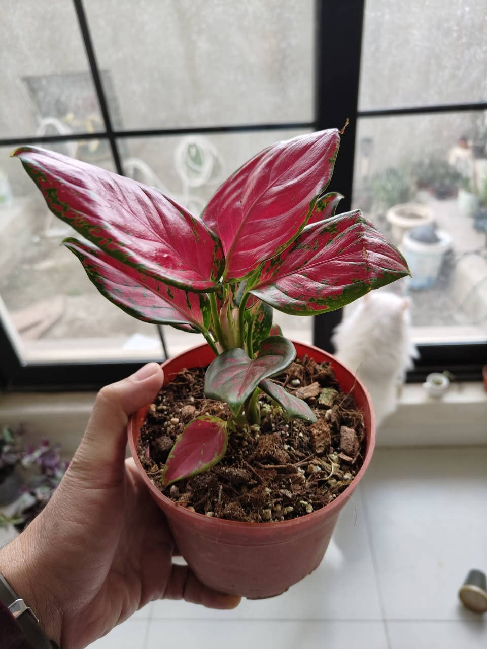 متوفرين في مشتل برعم

جميع الأسعار مذكورة تحت تحت 
جميع النباتات بصحة جيدة 
تستلم مثل الصورة بالضبط 

مكاني موصل حي السكر قرب جامع الرحمة 
يوجد توصيل لجميع محافظات العراق 

للحجز والطلب مراسلة الصفحة او التواصل 
على رقم الواتس اب ***********

رابط صفحة الانستا
https://www.instagram.com/brmllnbtt?igsh=MWx3OWdvYm0zNzUwMg==
تابعنا ليصلك كل ما هو جديد 
#برعم_للنباتات_المنزلية
