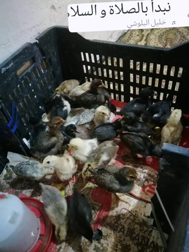 سلام وعليكم فراخ 🐥عرب صلي سعر الزوج قفل 5 العدد 25واحد ملقحات كله مال بيت مكاني مجمع الدور


**إذا كنت صاحب هذا الإعلان وتريد حذفه لأي سبب، رجاءا أرسل رسالة إلى الدعم الفني**
