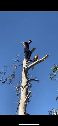 قطع لاشجار ولنخيل في بغداد كرخ ورصافه  كادر محترف في   التقطيع الشجار ...