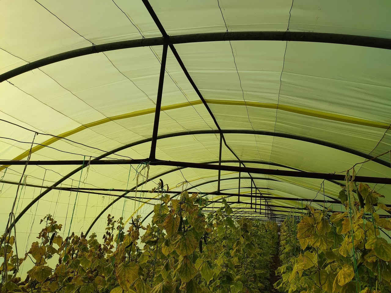 السلام عليكم اخوان بيوت بلاستيكيه عدد ثنين نوعيه اردني ستندر 24 شبه للبيع مكانهن الغراف رقم صاحب البيوت ***********
