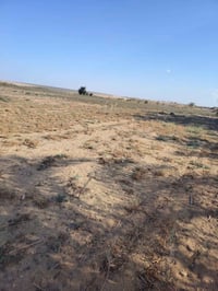 ٤٠ فدان • المنيا مطاي • ٨ فدان زيتون
