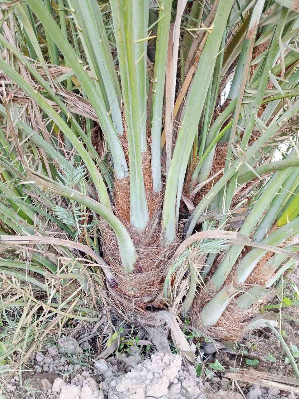 سلام عليكم ورحمه الله وبركاته متوفر 8فسال مكتوم حر احجام خشنه ابيعهن كلهن العنوان واسط عزيزيه ضمان الصنف والجوده اخوكم ابو يقين للنخيل ***********
